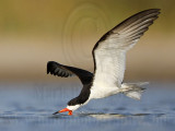 _MG_4182 Black Skimmer.jpg