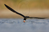 _MG_4291 Black Skimmer.jpg