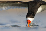 _MG_4400crop2 Black Skimmer.jpg