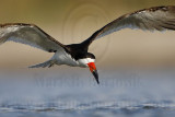 _MG_4551 Black Skimmer.jpg