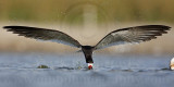 _MG_5052 Black Skimmer.jpg