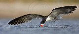 _MG_5081c2 Black Skimmer.jpg