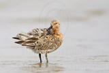 _MG_3070 Red Knot.jpg