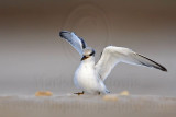 _MG_0801 Least Tern.jpg