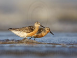 _MG_0617 Red Knot.jpg
