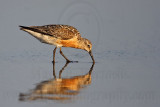 _MG_0949 Red Knot.jpg