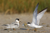 _MG_5816 Least Tern.jpg