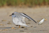 _MG_5836 Least Tern.jpg