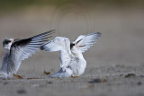 _MG_6951 Least Tern.jpg