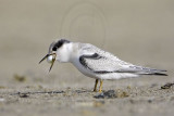_MG_6989 Least Tern.jpg