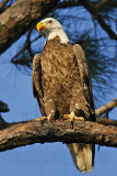 _MG_3694 Bald Eagle.jpg