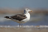 _MG_1638 Great Black-backed Gull.jpg