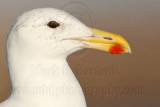 _MG_5186crop Kelp Gull.jpg