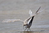 _MG_4785 Reddish Egret.jpg