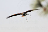 _MG_4812 Bald Eagle.jpg
