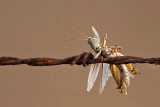 _MG_5447 Loggerhead Shrikes impaled food.jpg