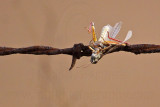 _MG_5454 Loggerhead Shrikes impaled food.jpg