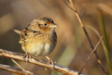 _MG_2418 Grasshopper Sparrow.jpg