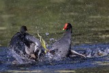 _MG_7992 Common Moorhen..jpg