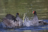 _MG_8003 Common Moorhen..jpg