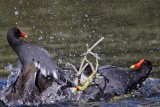 _MG_8010 Common Moorhen..jpg