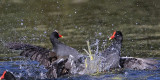 _MG_8011 Common Moorhen..jpg