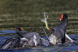 _MG_8020 Common Moorhen..jpg