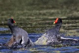 _MG_8024 Common Moorhen..jpg
