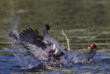 _MG_8025 Common Moorhen..jpg