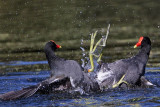 _MG_8026 Common Moorhen..jpg