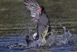 _MG_8030 Common Moorhen..jpg