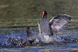 _MG_8033 Common Moorhen..jpg
