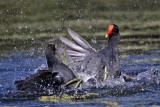 _MG_8034 Common Moorhen..jpg