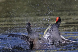 _MG_8035 Common Moorhen..jpg