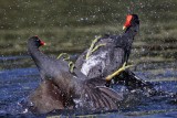 _MG_8036 Common Moorhen..jpg