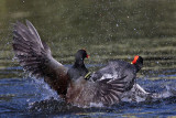 _MG_8037 Common Moorhen..jpg