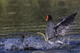 _MG_8038 Common Moorhen..jpg