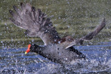 _MG_8041 Common Moorhen..jpg