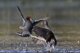 _MG_9251 Common Moorhen.jpg