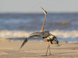 _MG_8765 Great Blue Heron.jpg