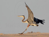 _MG_8801 Great Blue Heron.jpg