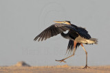 _MG_8804 Great Blue Heron.jpg