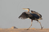 _MG_8805 Great Blue Heron.jpg