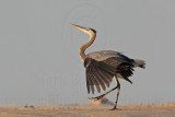 _MG_8810 Great Blue Heron.jpg