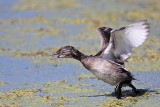 _MG_0752 Least Grebe.jpg