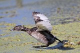 _MG_0759 Least Grebe.jpg