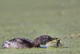 _MG_1049 Least Grebe.jpg