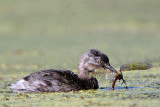 _MG_1118 Least Grebe.jpg