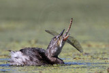 _MG_1166 Least Grebe.jpg