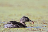 _MG_1983 Least Grebe.jpg